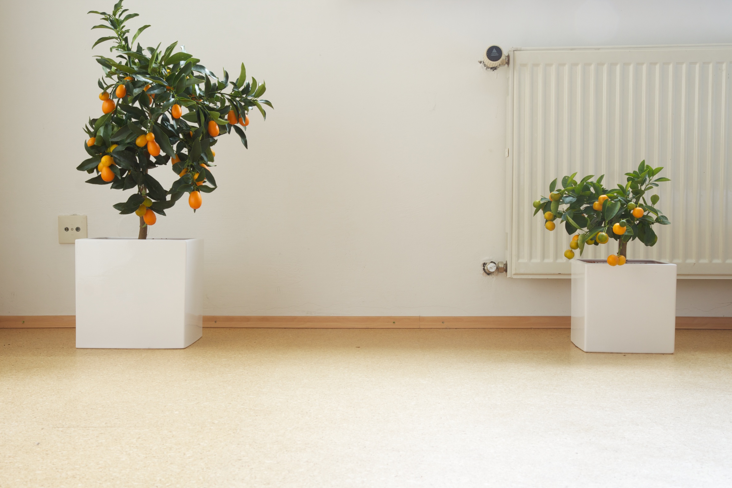 پرتقال زینتی